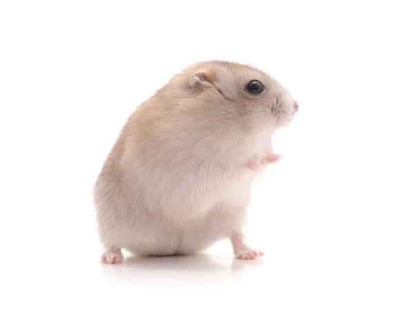 Pequeno Hamster Branco Isolado Fundo Branco — Fotografia de Stock