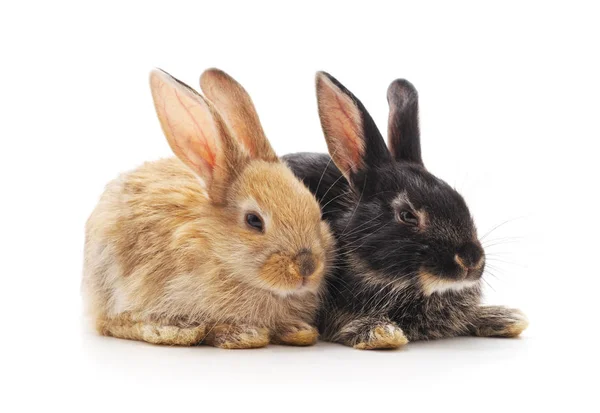 Dois Coelhos Pequenos Isolados Fundo Branco — Fotografia de Stock