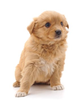 Kahverengi güzel köpek yavrusu beyaz arka planda izole edilmiş..