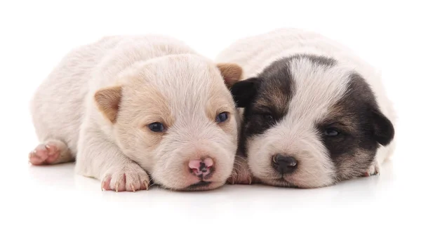 Dos Lindos Cachorros Aislados Sobre Fondo Blanco — Foto de Stock