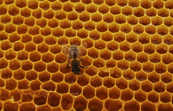 Una Abeja Panal Amarillo Con Miel —  Fotos de Stock