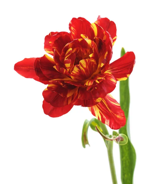Egy Piros Tulipán Elszigetelt Fehér Alapon — Stock Fotó