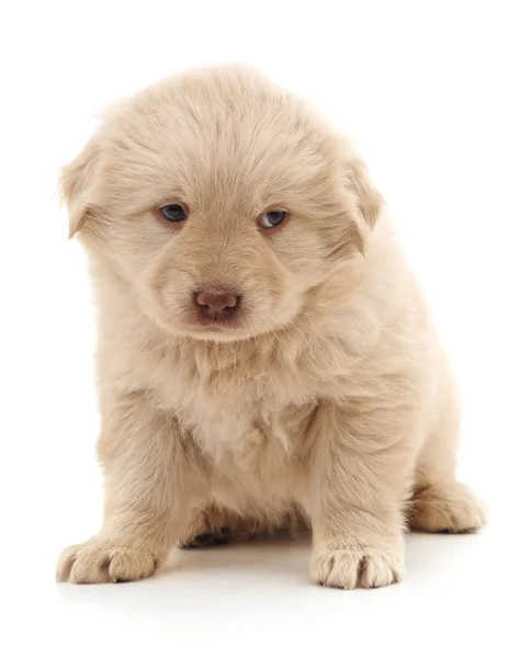 White Nice Puppy Isolated White Background — Stock Photo, Image