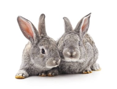 Beyaz arka planda iki gri tavşan..