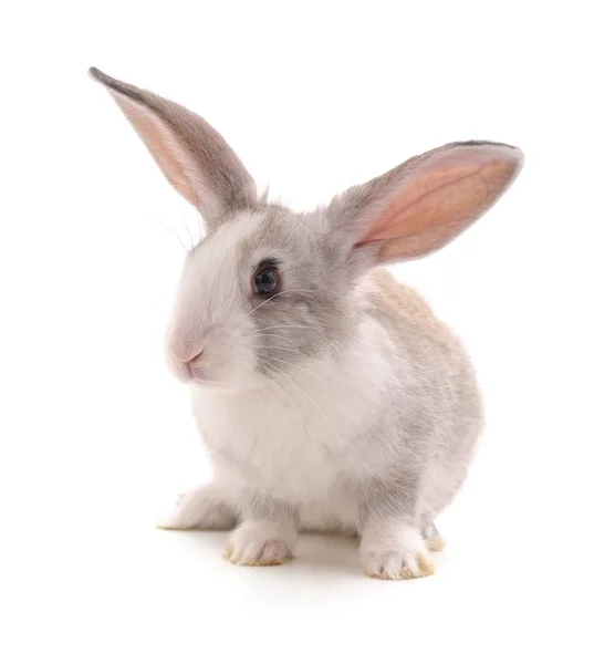 Один Серый Кролик Изолирован Белом Фоне — стоковое фото