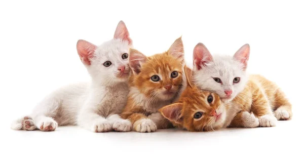 Four Small Cats Isolated White Background — Stock Photo, Image