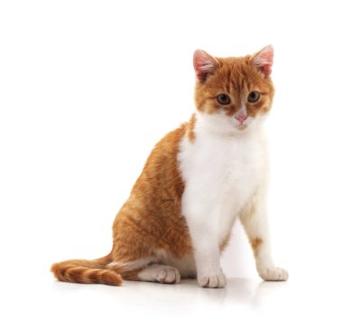 Beyaz arka planda izole bir kahverengi kedi yavrusu..