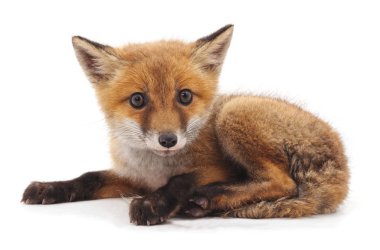 Beyaz arka planda izole edilmiş küçük kızıl tilki.