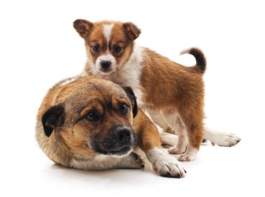 Köpek ve beyaz bir arka plan üzerinde izole köpek yavrusu.