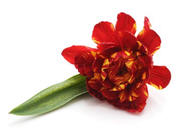 Beyaz arka planda izole edilmiş bir kırmızı lale..