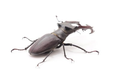 Beyaz bir arka plan üzerinde izole büyük böceği geyik.