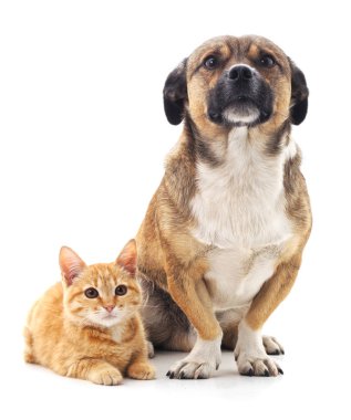 Yavru köpek ve kedi yavrusu beyaz bir arkaplanda izole edilmiş..