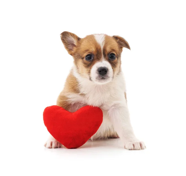 Filhote Cachorro Com Coração Brinquedo Fundo Branco — Fotografia de Stock