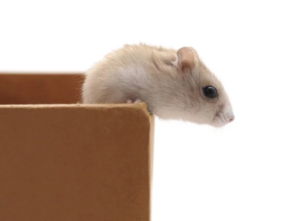 Hamster Een Vak Geïsoleerd Een Witte Achtergrond — Stockfoto