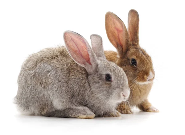 Двоє Молодих Кроликів Ізольовані Білому Тлі — стокове фото