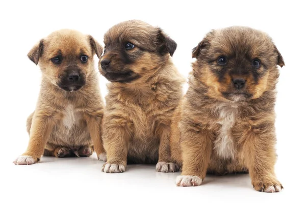 Três Lindos Cachorros Isolados Fundo Branco — Fotografia de Stock