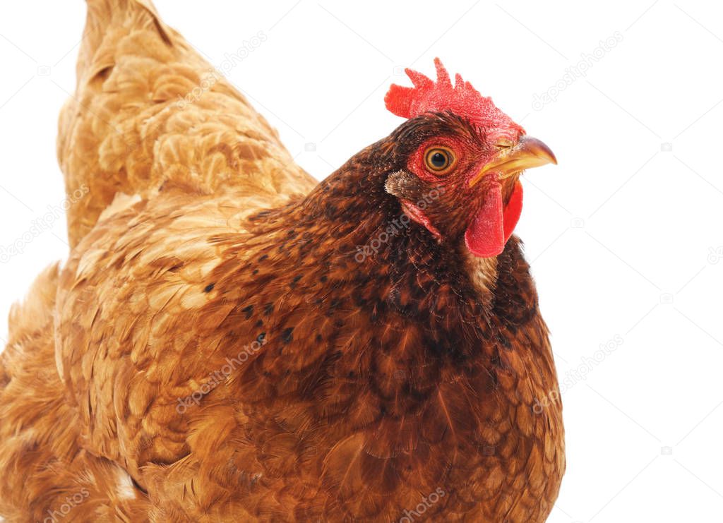 Young brown chicken isolated on a white background.