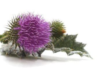 Çiçekli devedikeni ve beyaz arkaplanda izole edilmiş yaprakları.