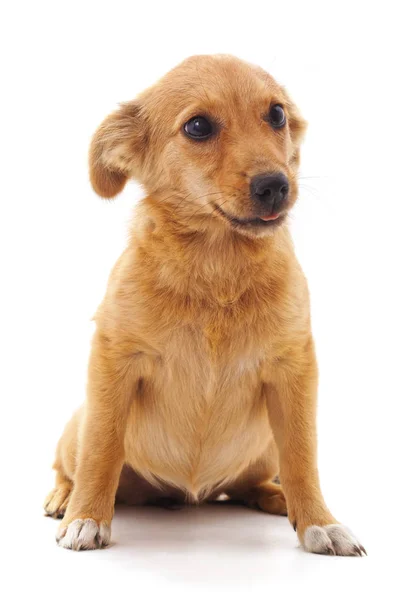 Little Brown Puppy Isolated White Background — Stock Photo, Image