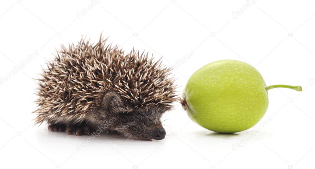 One little hedgehog isolated on a white background.