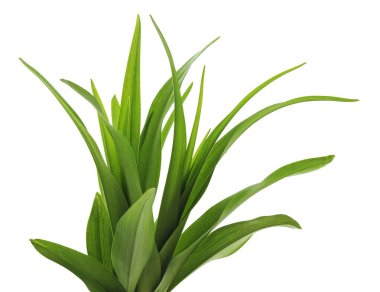 Beyaz arka planda izole edilmiş yeşil çimen çalısı.