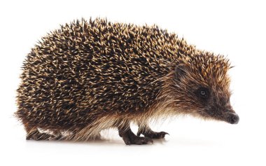 Bir helgehog beyaz bir arka plan üzerinde izole.