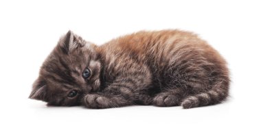 Beyaz arka planda izole edilmiş küçük gri kedi yavrusu..