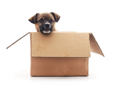Beyaz bir arka plan kutusunda köpek yavrusu.