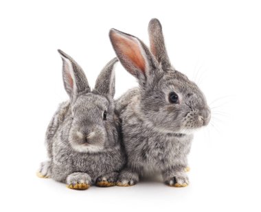 Beyaz arka planda iki gri tavşan..