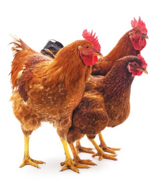 Beyaz bir arka plan üzerinde izole üç kahverengi tavuk.