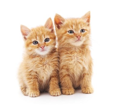 Beyaz bir arka planda iki güzel kedi..