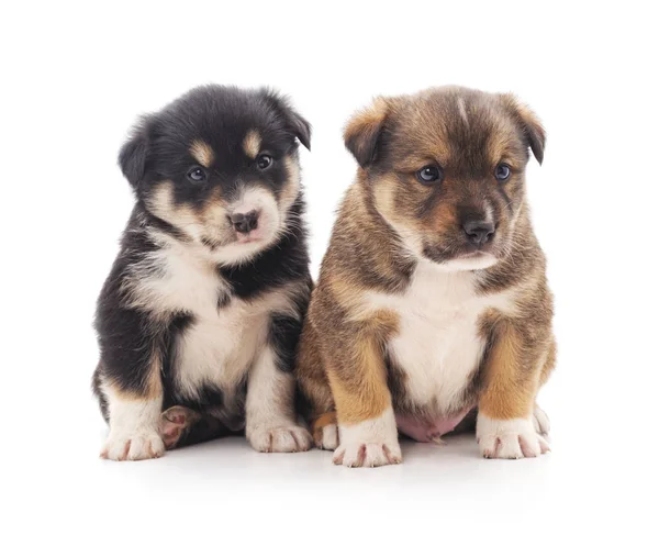 Zwei Kleine Welpen Isoliert Auf Weißem Hintergrund — Stockfoto