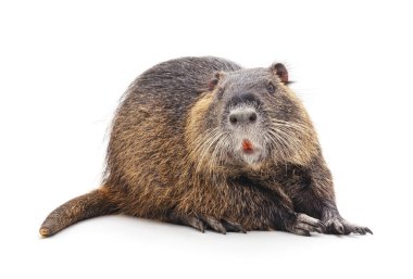 Beyaz arka planda izole edilmiş büyük bir hindistan cevizi..