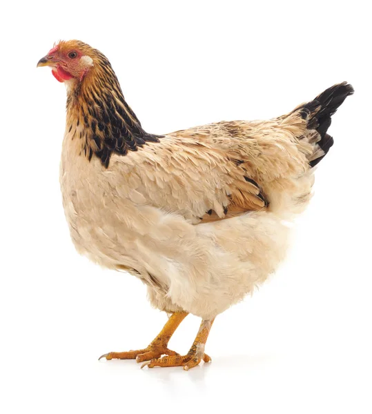 Egy Barna Csirke Izolált Fehér Alapon — Stock Fotó