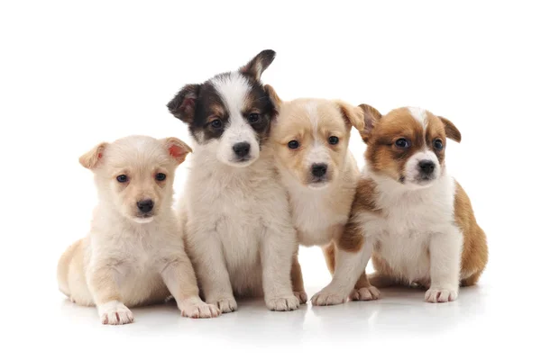 Grupo Pequeños Cachorros Aislados Sobre Fondo Blanco — Foto de Stock