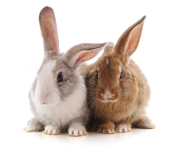 Два Красивих Кролика Ізольовані Білому Тлі — стокове фото