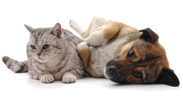 Kedi ve köpek yavrusu beyaz bir arkaplanda izole edilmiş..