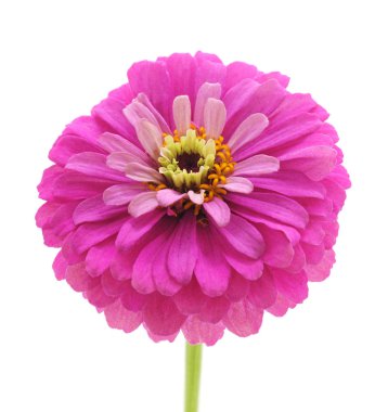 Beyaz arka planda izole edilmiş pembe bir zinya..