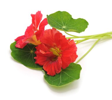 Beyaz bir arka plan üzerinde izole yaprakları ile kırmızı nasturtium.