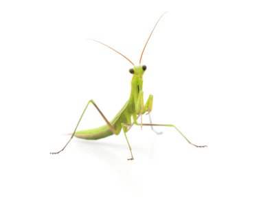 Beyaz arkaplanda yeşil peygamber devesi.