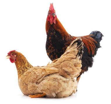 Horoz ve tavuk beyaz arka planda izole edilmiş..