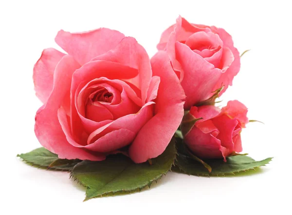 Rosa Rosas Folhas Isoladas Fundo Branco — Fotografia de Stock