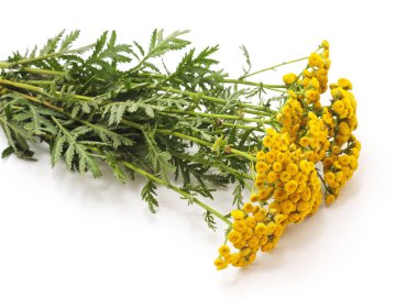 Buket beyaz bir arka plan üzerinde izole sarı çiçek.