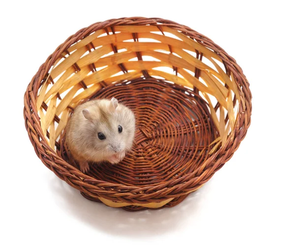 Hamster Cesta Isolada Sobre Fundo Branco — Fotografia de Stock