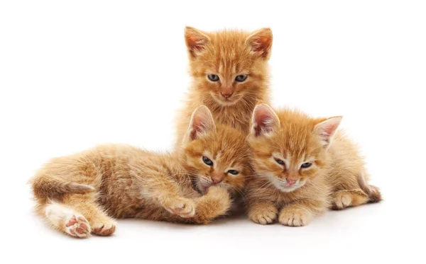 Tres Gatos Pequeños Aislados Sobre Fondo Blanco — Foto de Stock