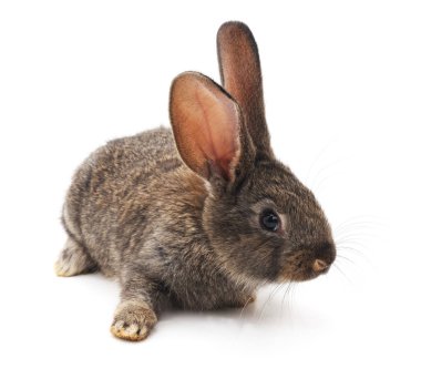 Beyaz bir arka plan üzerinde izole bir küçük kahverengi tavşan.