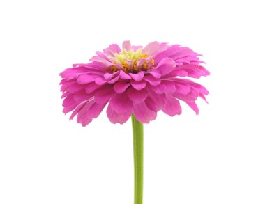 Beyaz arka planda izole edilmiş pembe bir zinya..