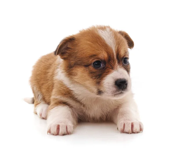 Een Kleine Puppy Geïsoleerd Een Witte Achtergrond — Stockfoto
