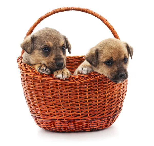 Cachorros Una Cesta Aislada Sobre Fondo Blanco — Foto de Stock