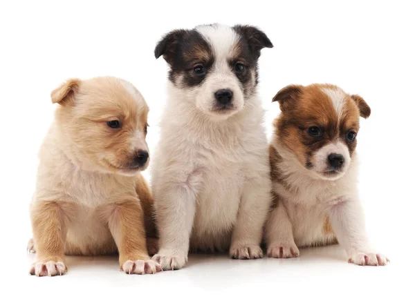 Tres Hermosos Cachorros Aislados Sobre Fondo Blanco — Foto de Stock